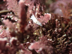 Aegires albopunctatus