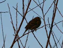 Emberiza