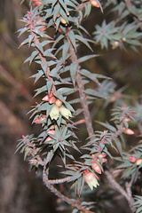Melichrus erubescens