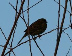 Emberiza