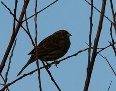 Emberiza