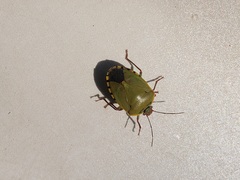 Chinavia erythrocnemis