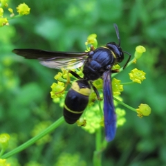 Ancistrocerus spinolae