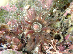 Anthopleura minima