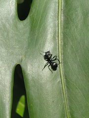Cephalotes atratus