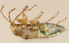 Unicageocoris griseus