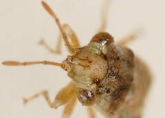 Unicageocoris griseus