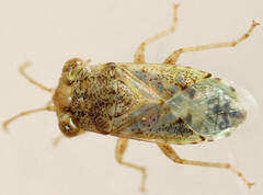 Unicageocoris griseus