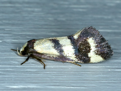 Olbonoma triptycha