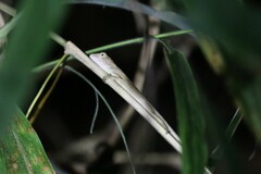 Pseudocalotes microlepis