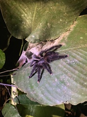 Avicularia avicularia