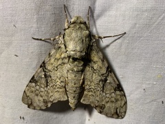 Manduca florestan