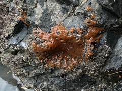 Botrylloides violaceus