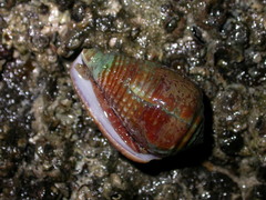 Conus catus
