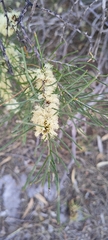 Melaleuca teretifolia
