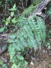 Microlepia nepalensis