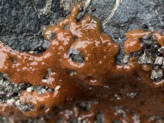 Botrylloides violaceus