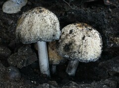 Coprinellus bipellis