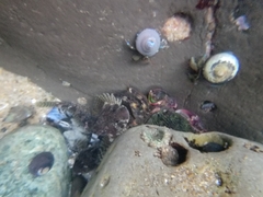 Clinocottus recalvus