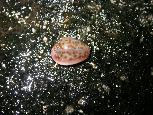Naria helvola observed 2014-05-13