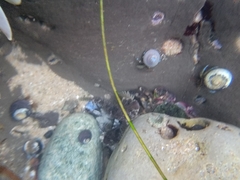 Clinocottus recalvus