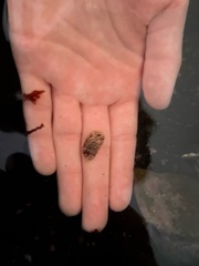 Acanthodoris rhodoceras