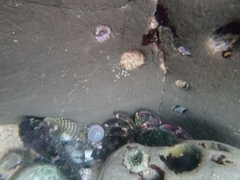 Clinocottus recalvus