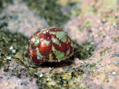 Micrelenchus tessellatus