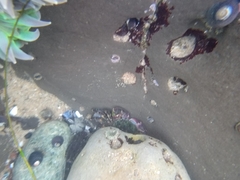 Clinocottus recalvus
