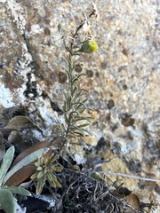 Erigeron petrophilus