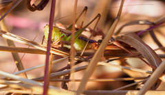 Conocephalus brevipennis