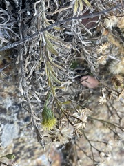 Erigeron petrophilus