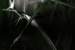 Pseudocalotes microlepis
