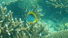 Chaetodon melannotus