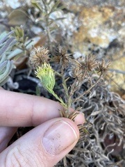 Erigeron petrophilus