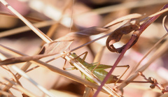 Conocephalus brevipennis