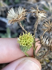 Erigeron petrophilus