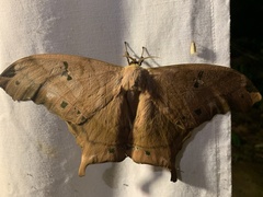 Titaea tamerlan amazonensis