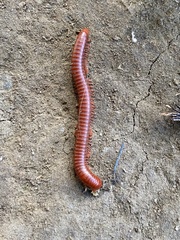 Trigoniulus corallinus