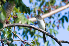 Myiarchus antillarum