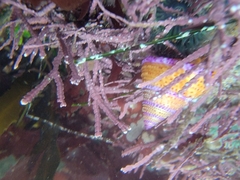 Calliostoma annulatum