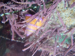 Calliostoma annulatum