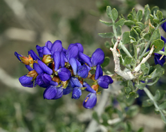 Psorothamnus arborescens minutifolius