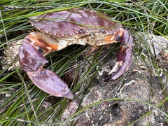 Metacarcinus anthonyi