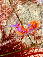 Flabellinopsis iodinea