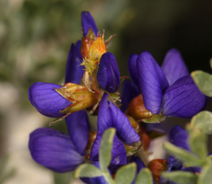 Psorothamnus arborescens minutifolius