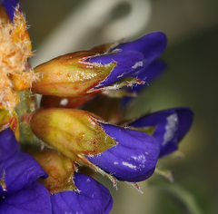 Psorothamnus arborescens minutifolius