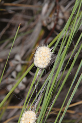 Lomandra leucocephala