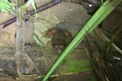 Limnonectes taylori
