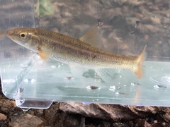 Campostoma oligolepis